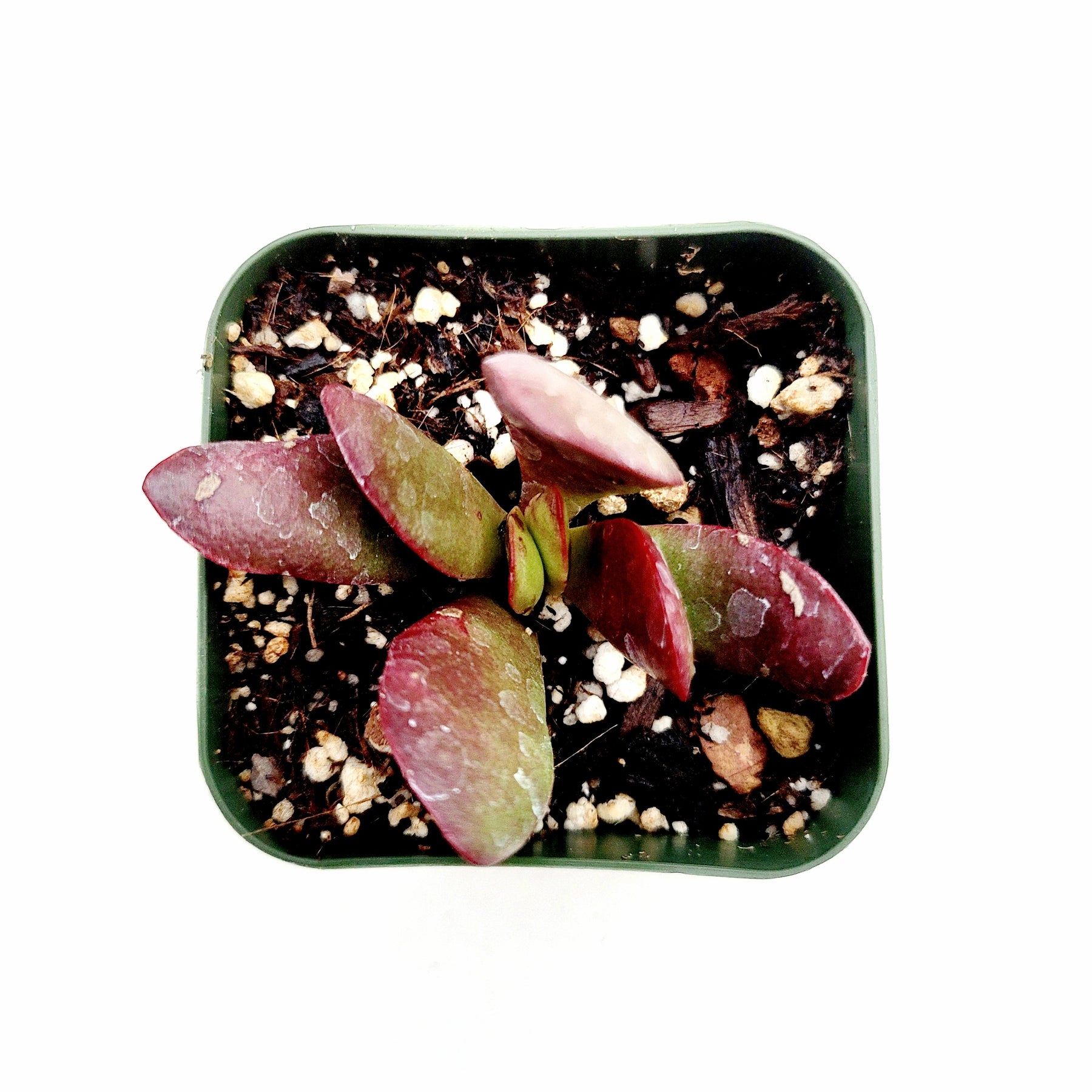 Crassula clavata