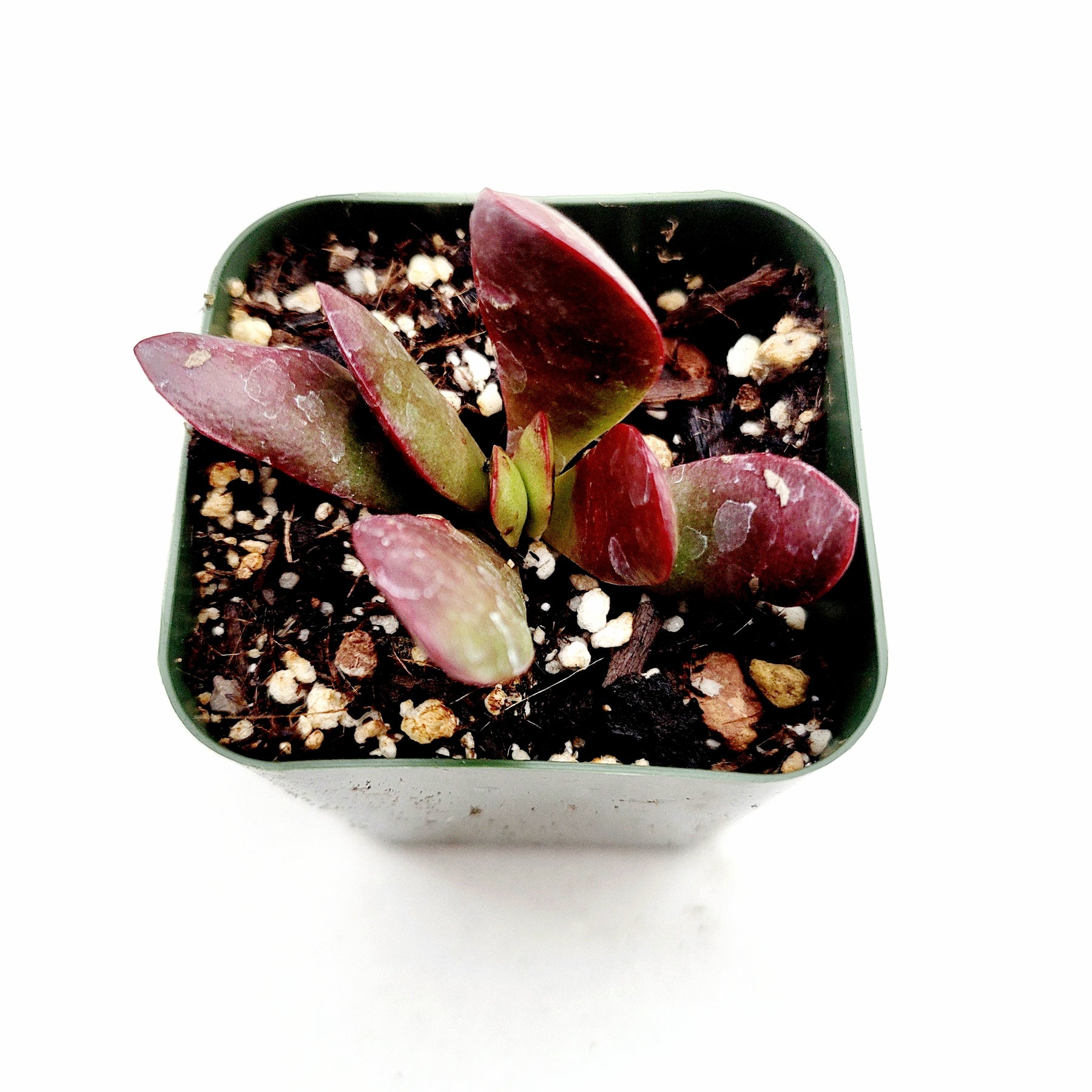 Crassula clavata