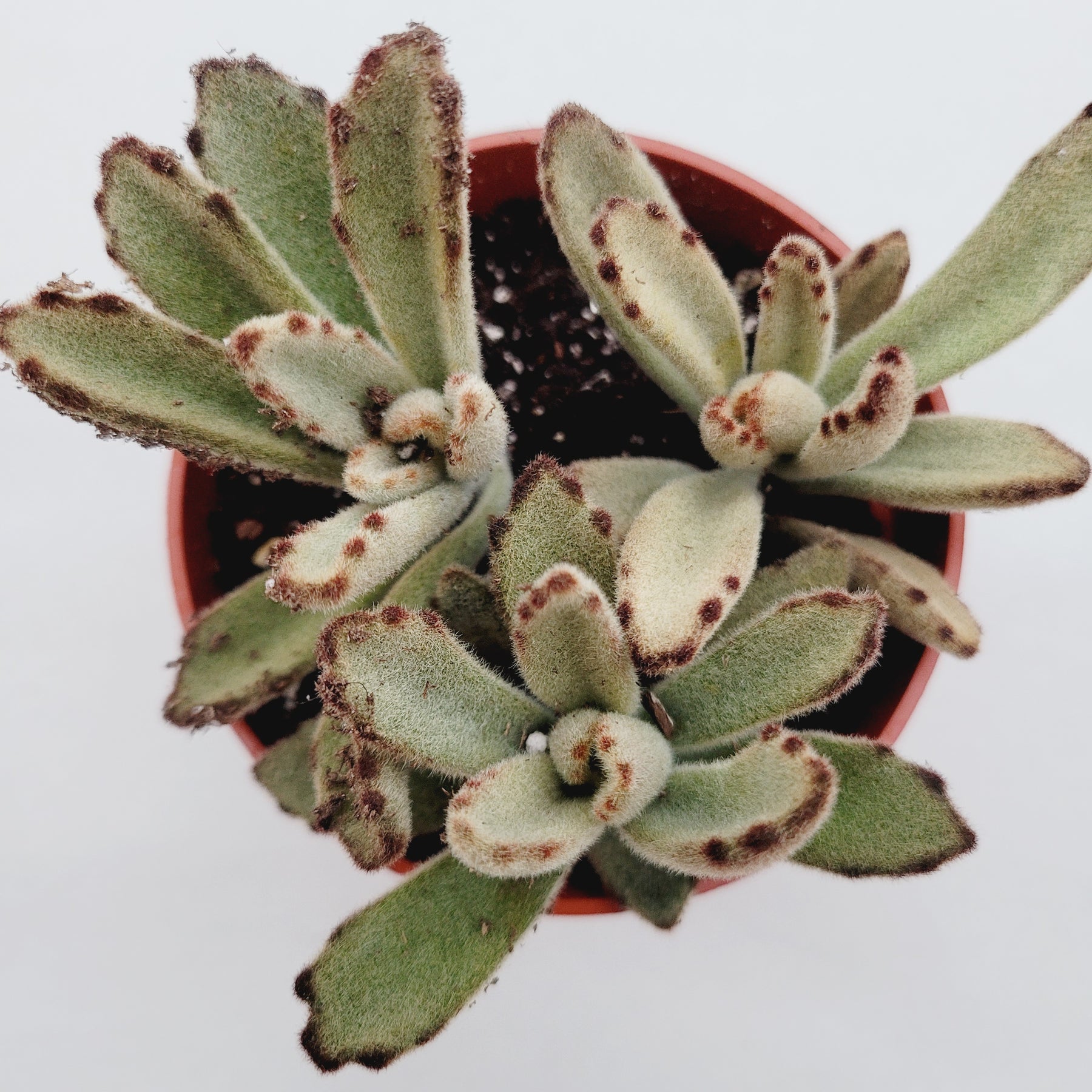 Kalanchoe tomentosa 'Chocolate Soldier'
