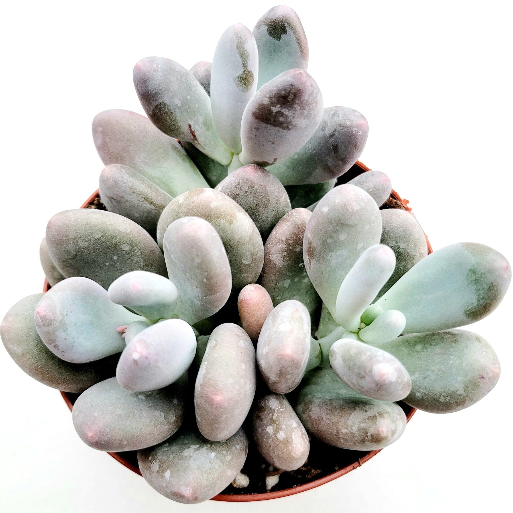 Pachyphytum oviferum - Pink Moonstone - Succulents Depot