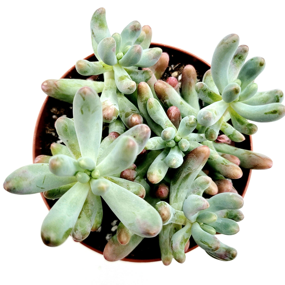 Sedum pachyphyllum 'Jelly Beans' in a small pot.