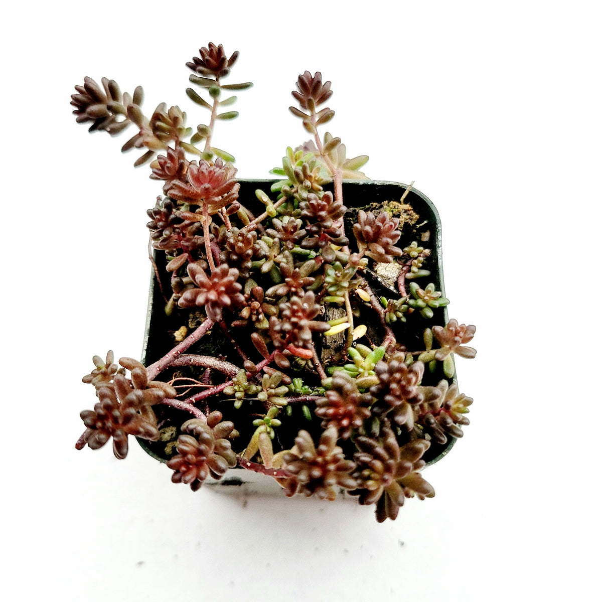 Sedum album 'Black Pearl' potted succulent with reddish rosettes.