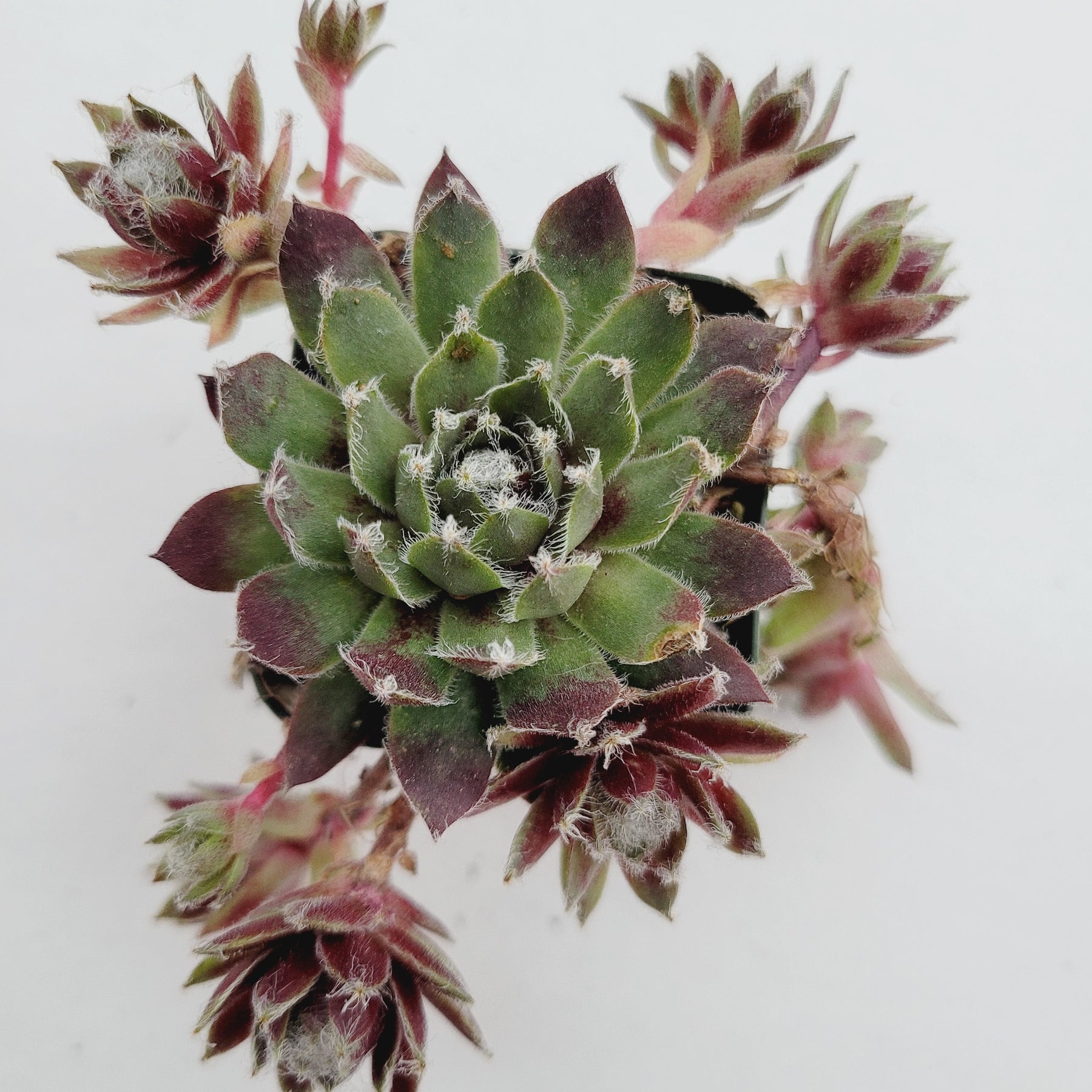 Sempervivum arachnoideum 'Red Cobweb'