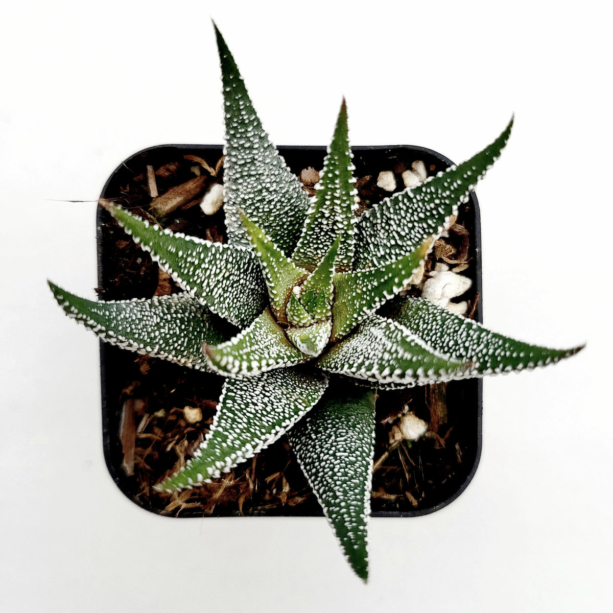 Haworthia fasciata 'Boston' in black nursery pot overhead.