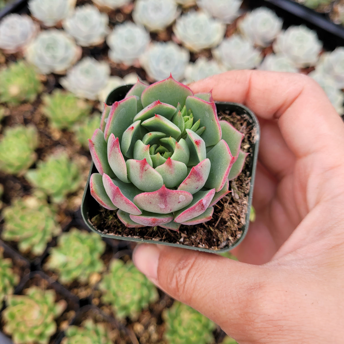 Echeveria 'Ramillette' succulent in hand.