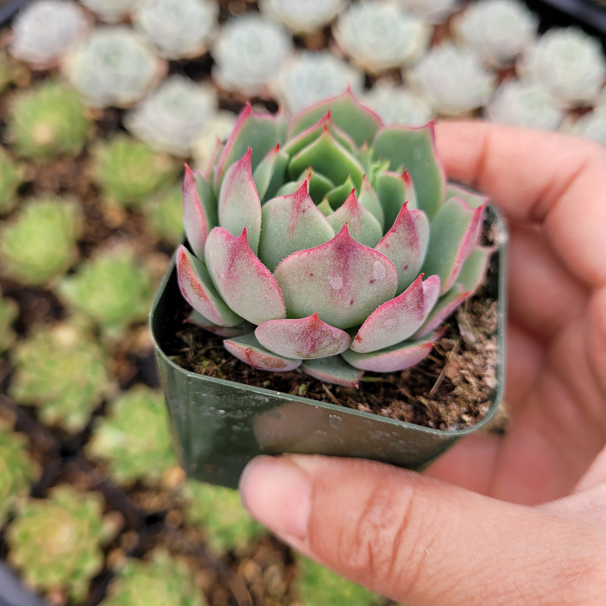 Echeveria 'Ramillette' succulent in hand.