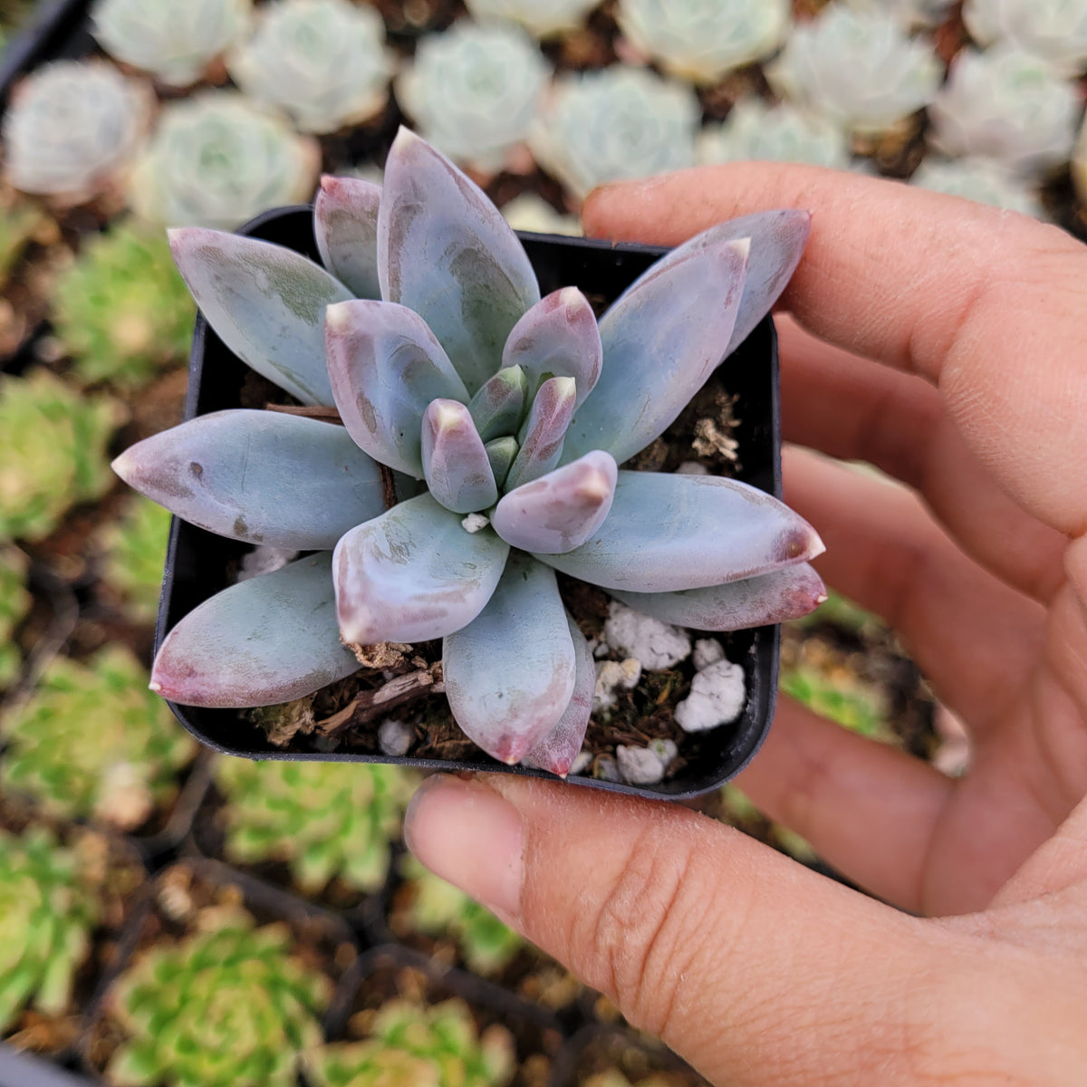 Pachyveria glauca 'Little Jewel' succulent in hand, more succulents behind.
