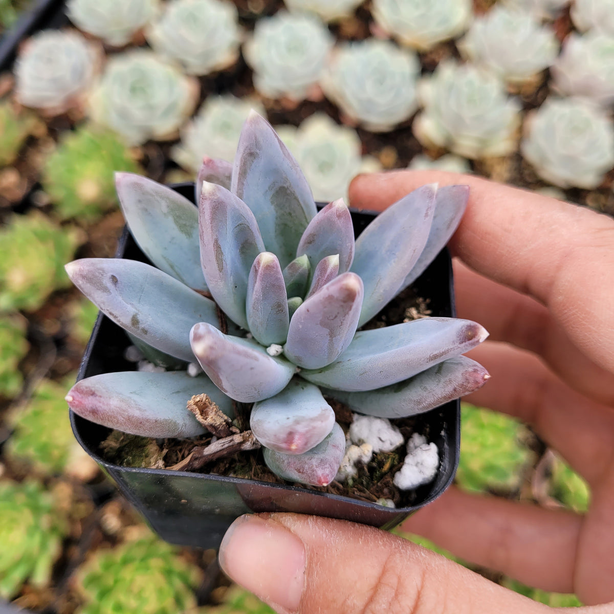 Pachyveria glauca 'Little Jewel' in hand, bluish-green leaves.