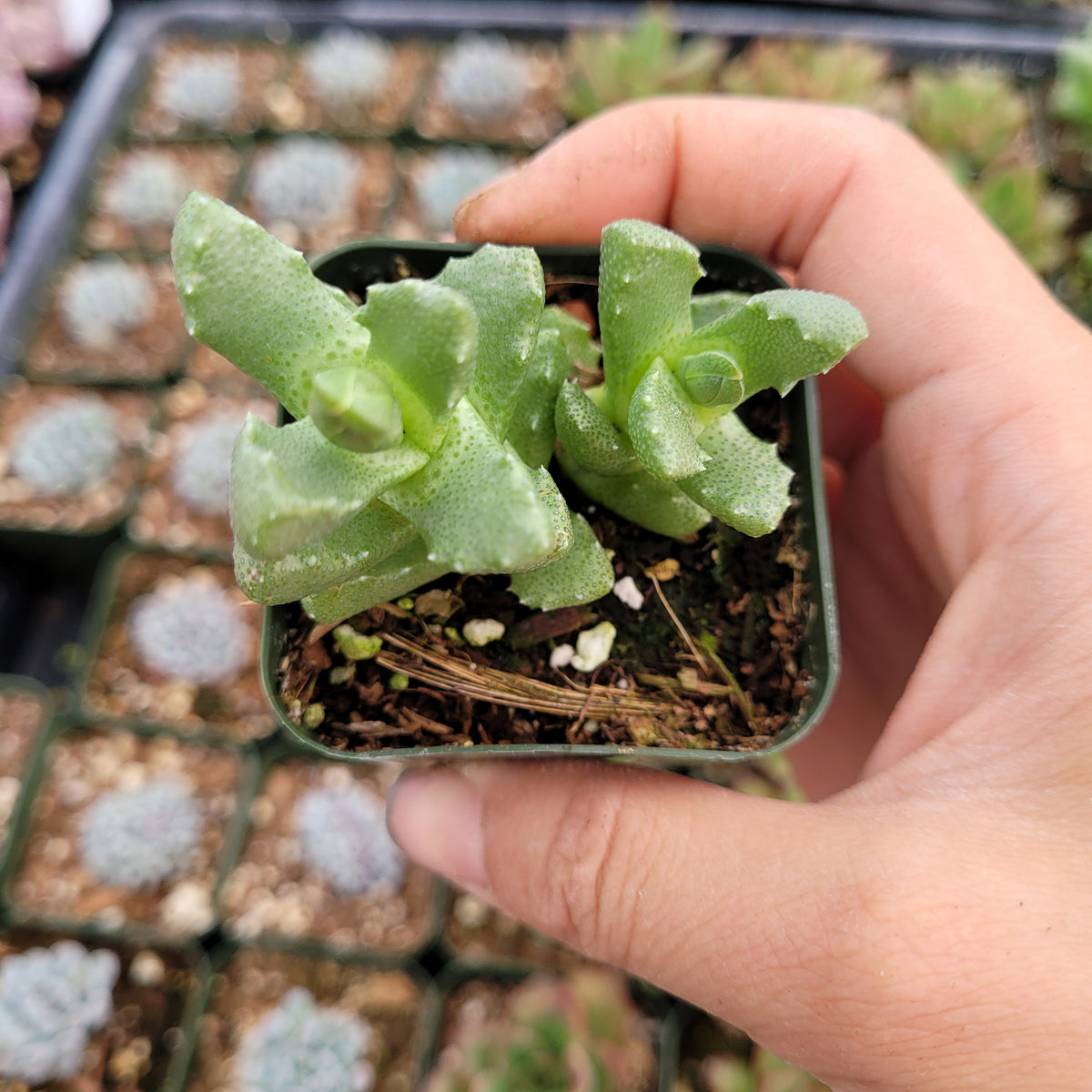 Aloinopsis luckhoffii seedlings in nursery pot.
