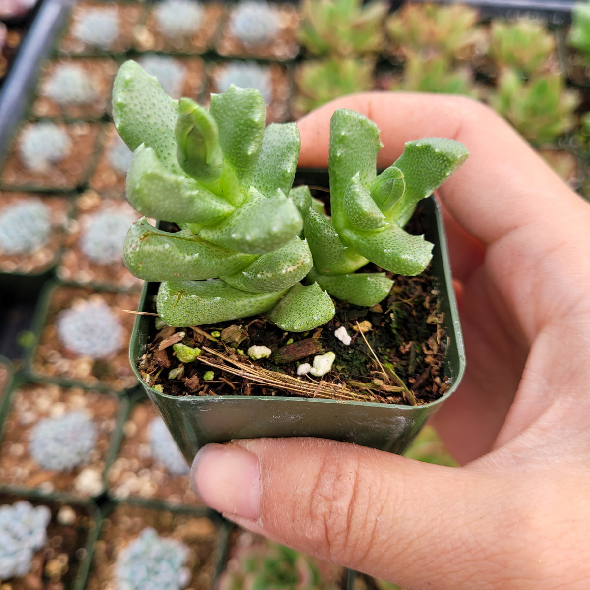 Aloinopsis luckhoffii succulent in a 4-inch pot, hand-held.
