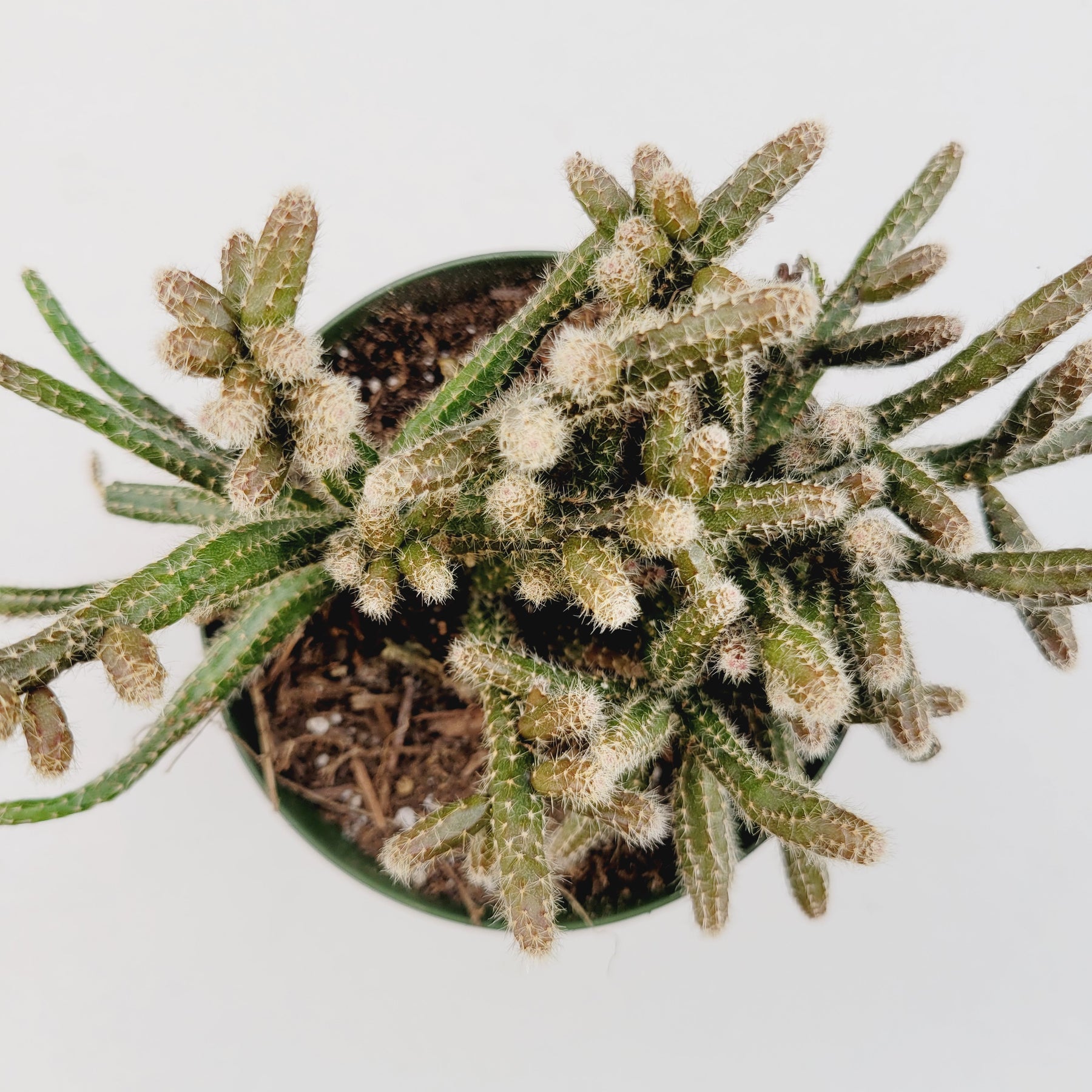 Rhipsalis baccifera subsp. horrida Mouse Tail Cactus - Succulents Depot