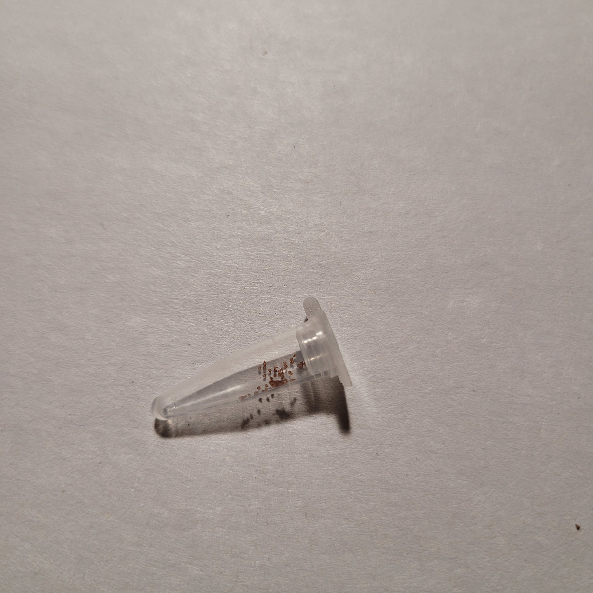Conophytum maughanii ‘Red’ seeds in a micro-centrifuge tube.