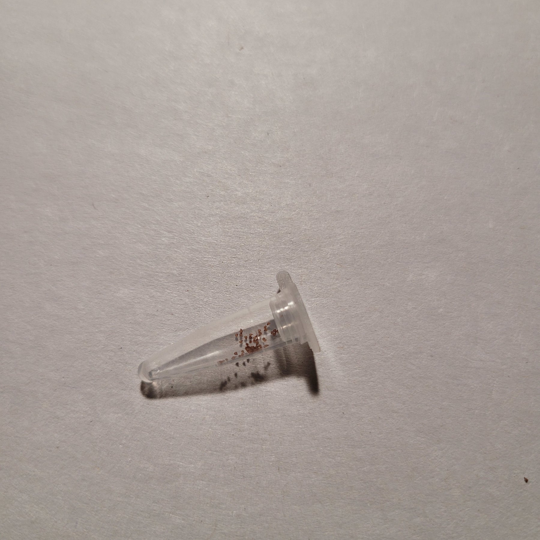 Conophytum maughanii ‘Red’