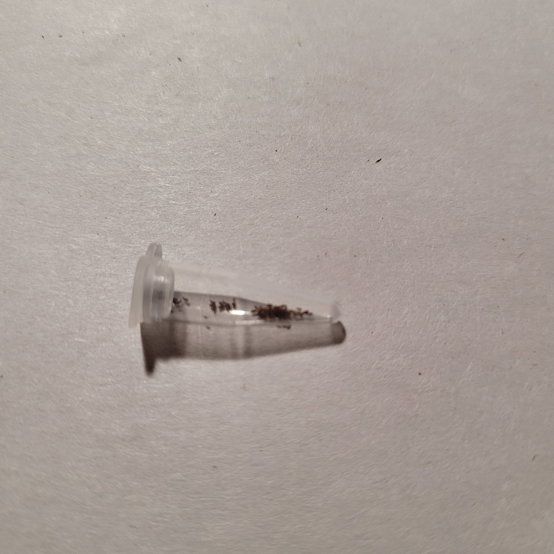 Aeonium diplocyclum var. gigantea