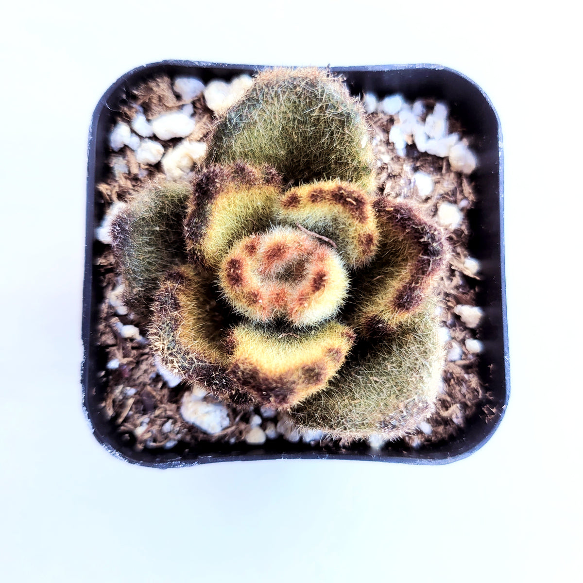 Kalanchoe tomentosa 'Teddy Bear' in black nursery pot.
