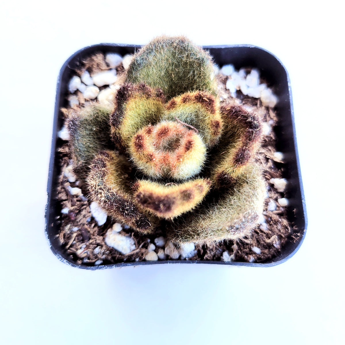 Kalanchoe tomentosa 'Teddy Bear' in black pot.