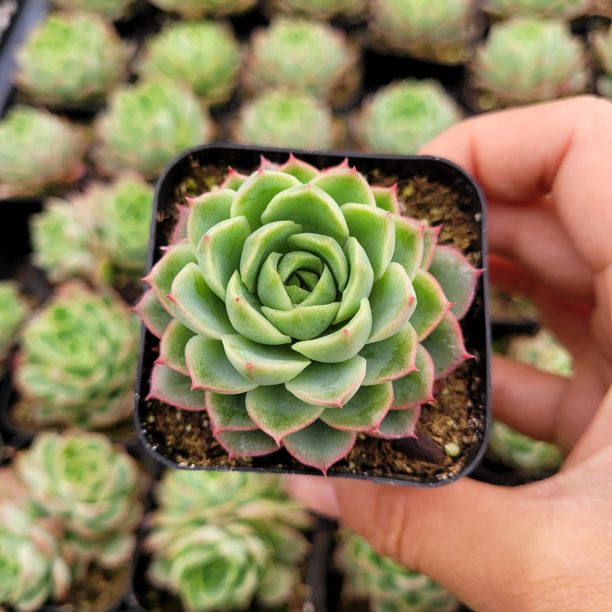 Echeveria 'Lime and Chili' succulent in hand.