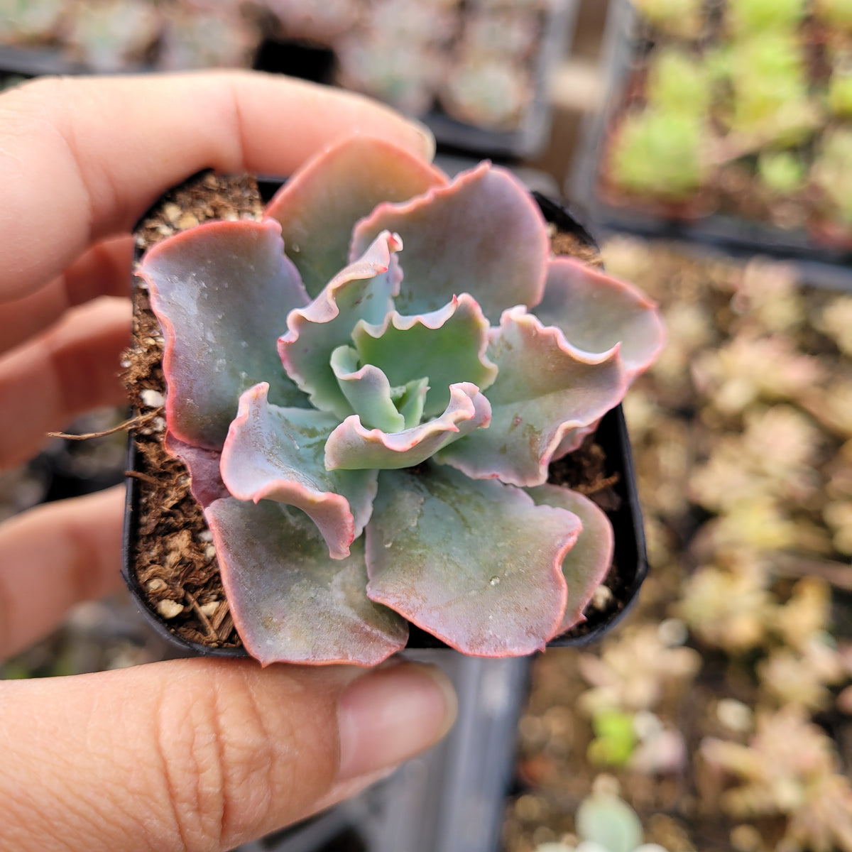 Echeveria 'Blue Curls' in a nursery pot.