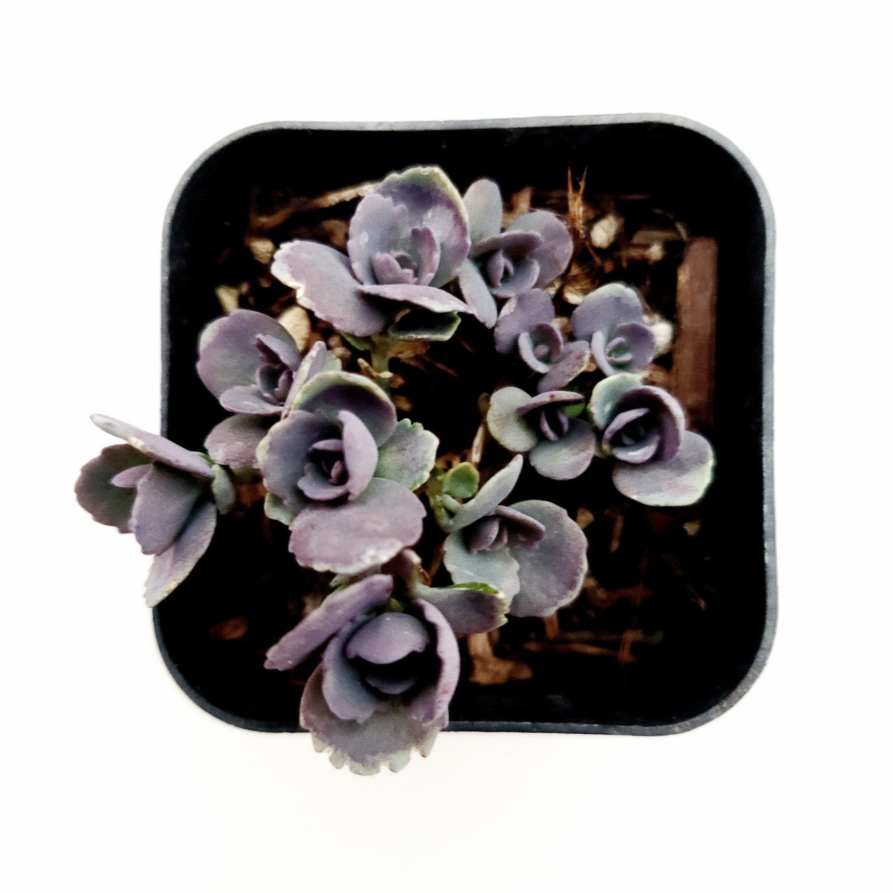 SunSparkler® Sedum 'Blue Elf' - Succulents Depot
