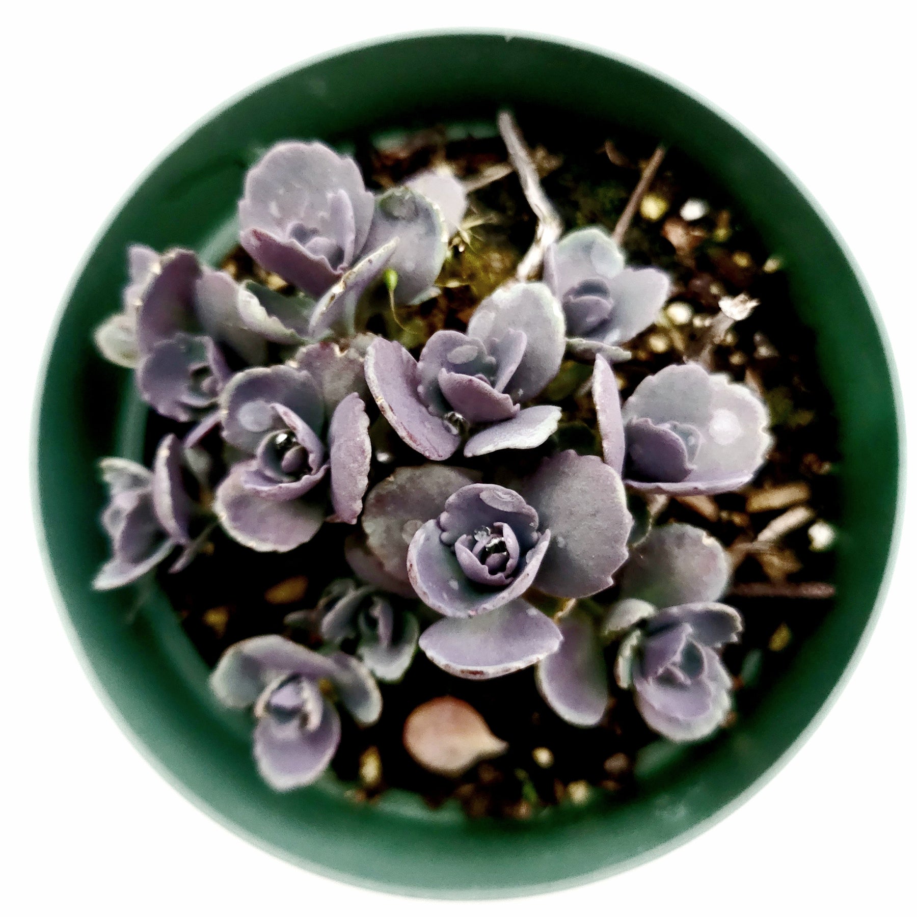 SunSparkler® Sedum 'Blue Elf' - Succulents Depot