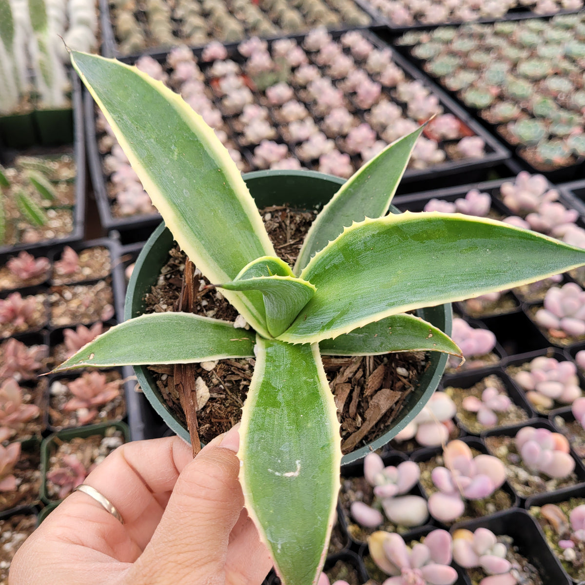 Variegated Agave desmettiana in hand at a succulent nursery.