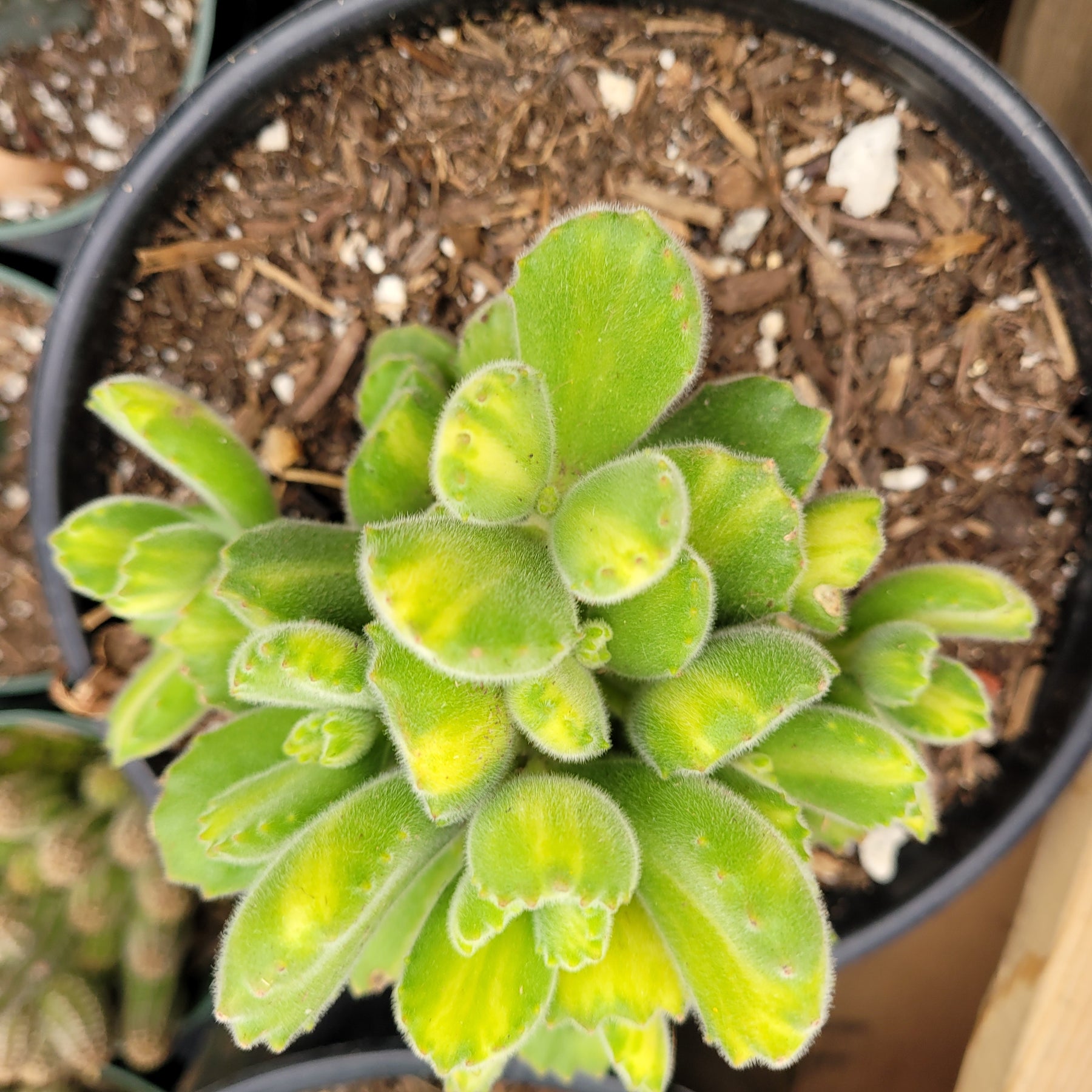 Cotyledon tomentosa Variegated Bear's Paw - Succulents Depot