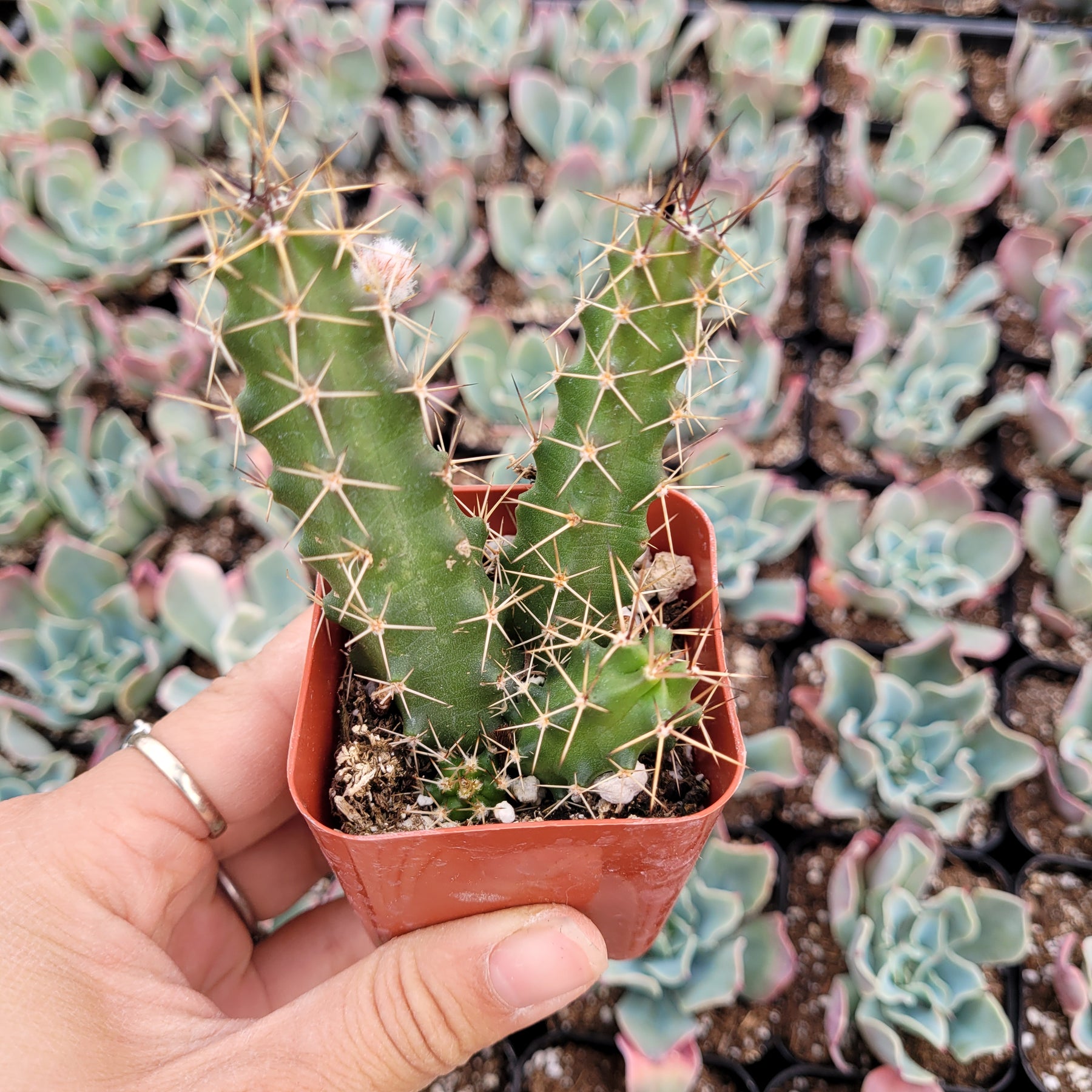 Echinocereus pentalophus - Lady Finger Cactus