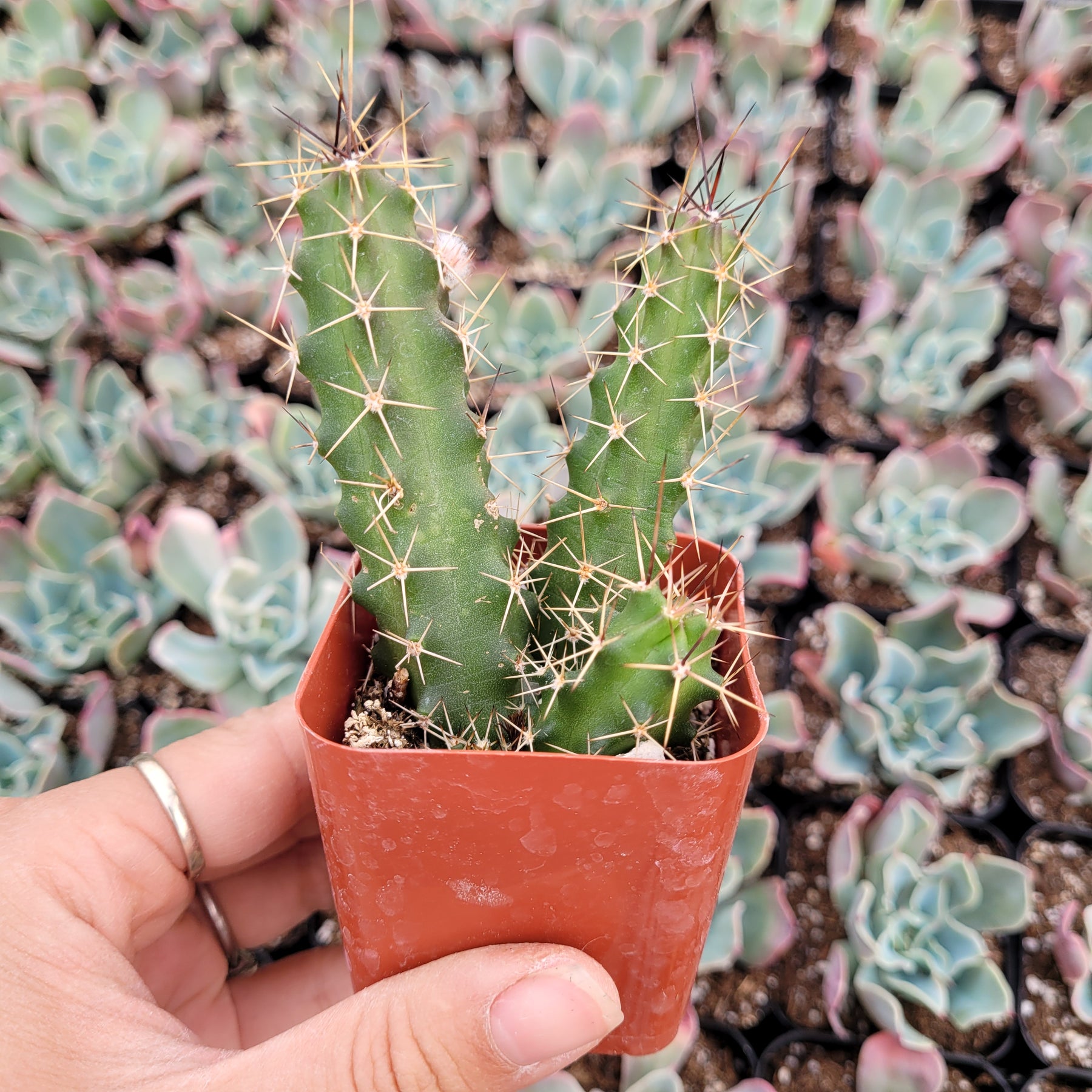 Echinocereus pentalophus - Lady Finger Cactus