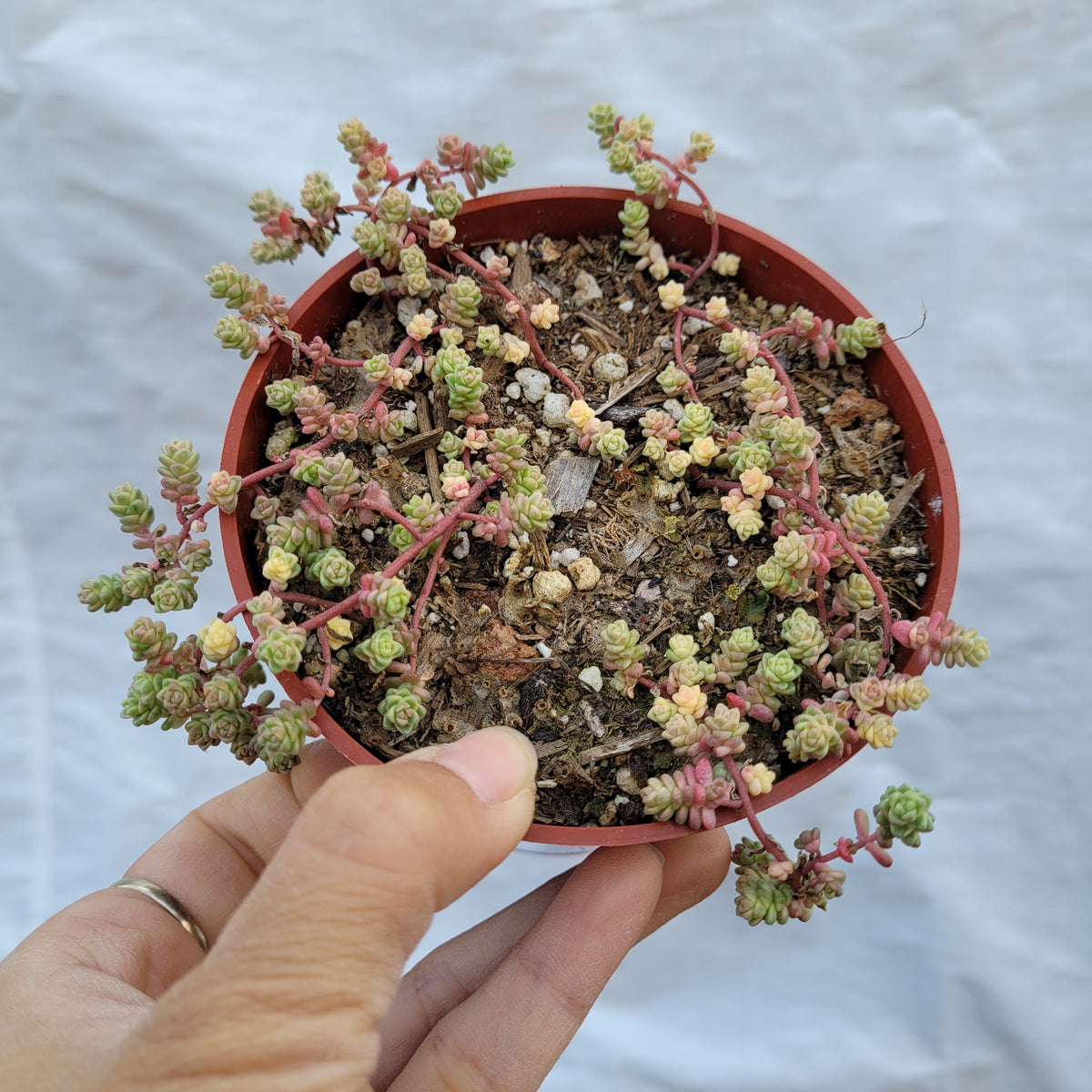 Sedum Suzie Q English in hand, showcasing trailing pinkish stems.