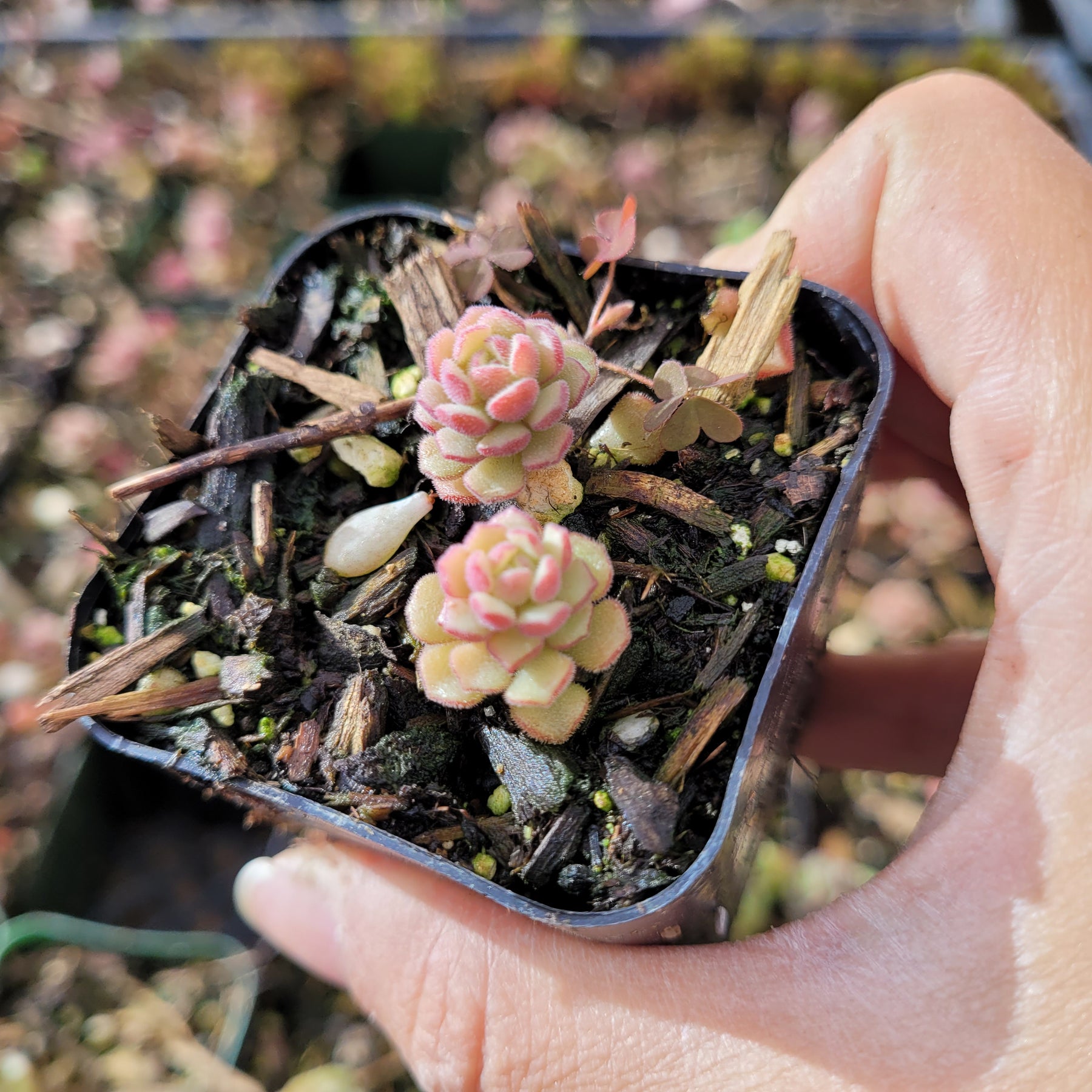 Sedum versadense Korean Succulent - Succulents Depot