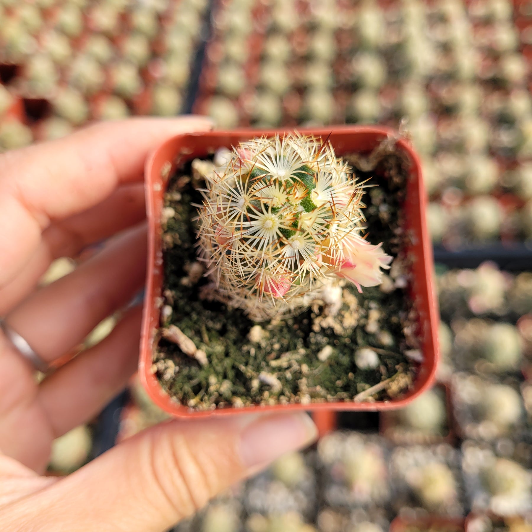 Mammillaria elongata 'Copper King'