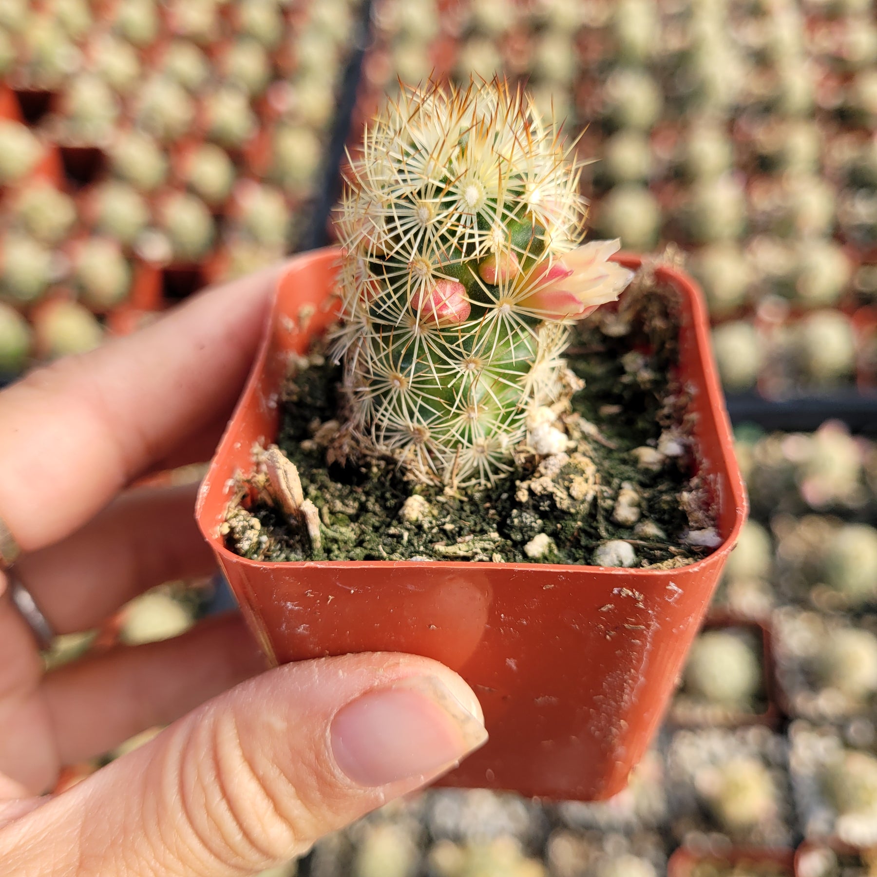 Mammillaria elongata 'Copper King'