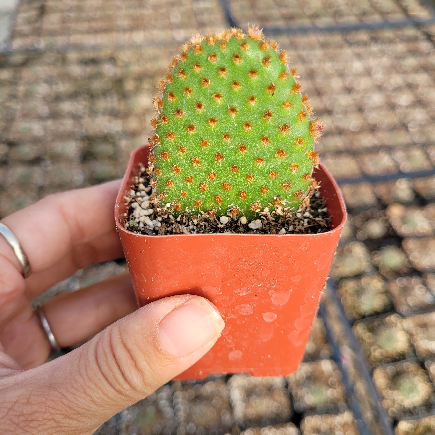 Opuntia microdasys subsp. rufida "Cinnamon Bunny Ears"