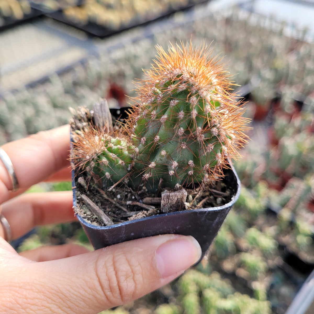 Cereus repandus f. monstrosus held in hand, greenhouse setting.