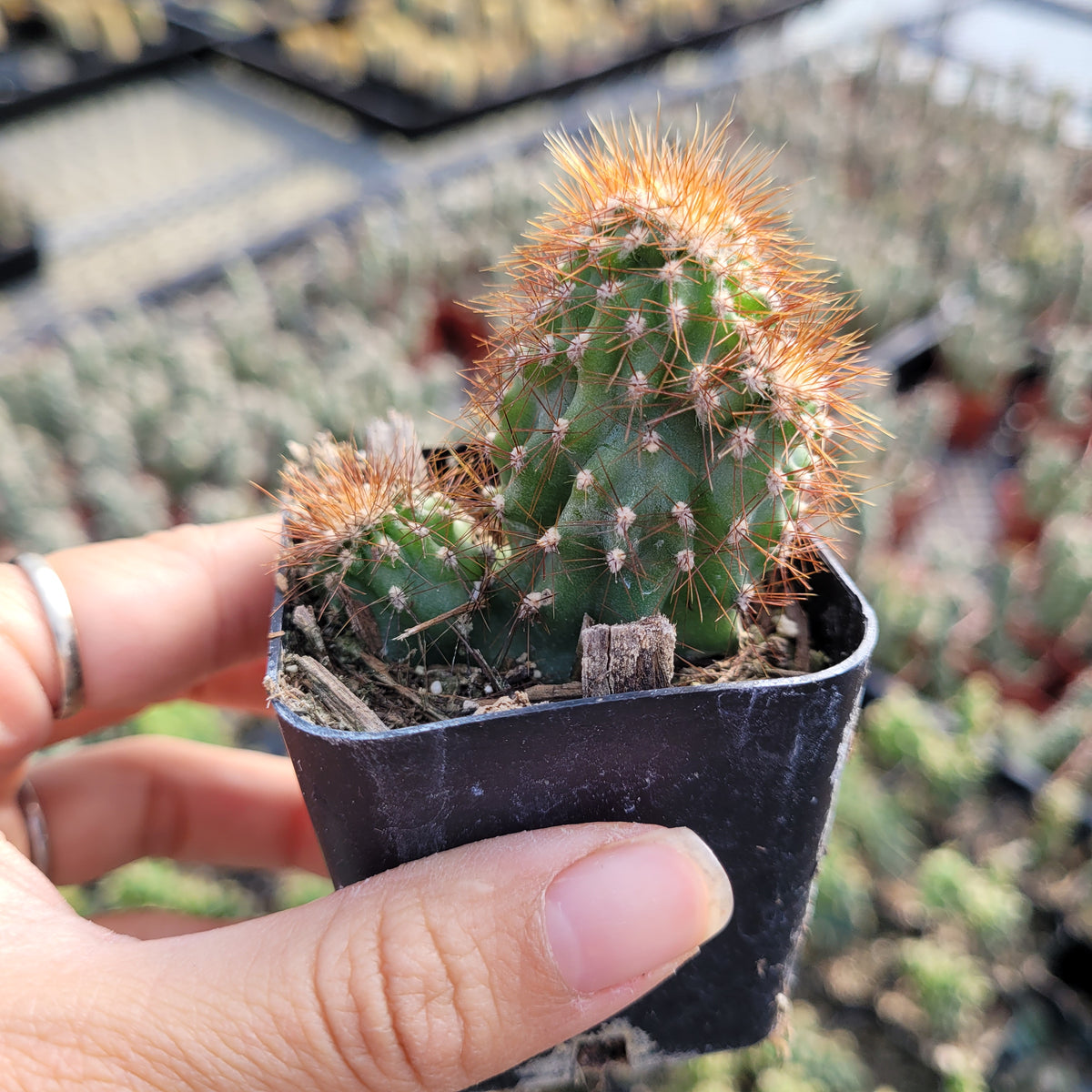 Cereus repandus f. monstrosus cactus in hand at nursery.