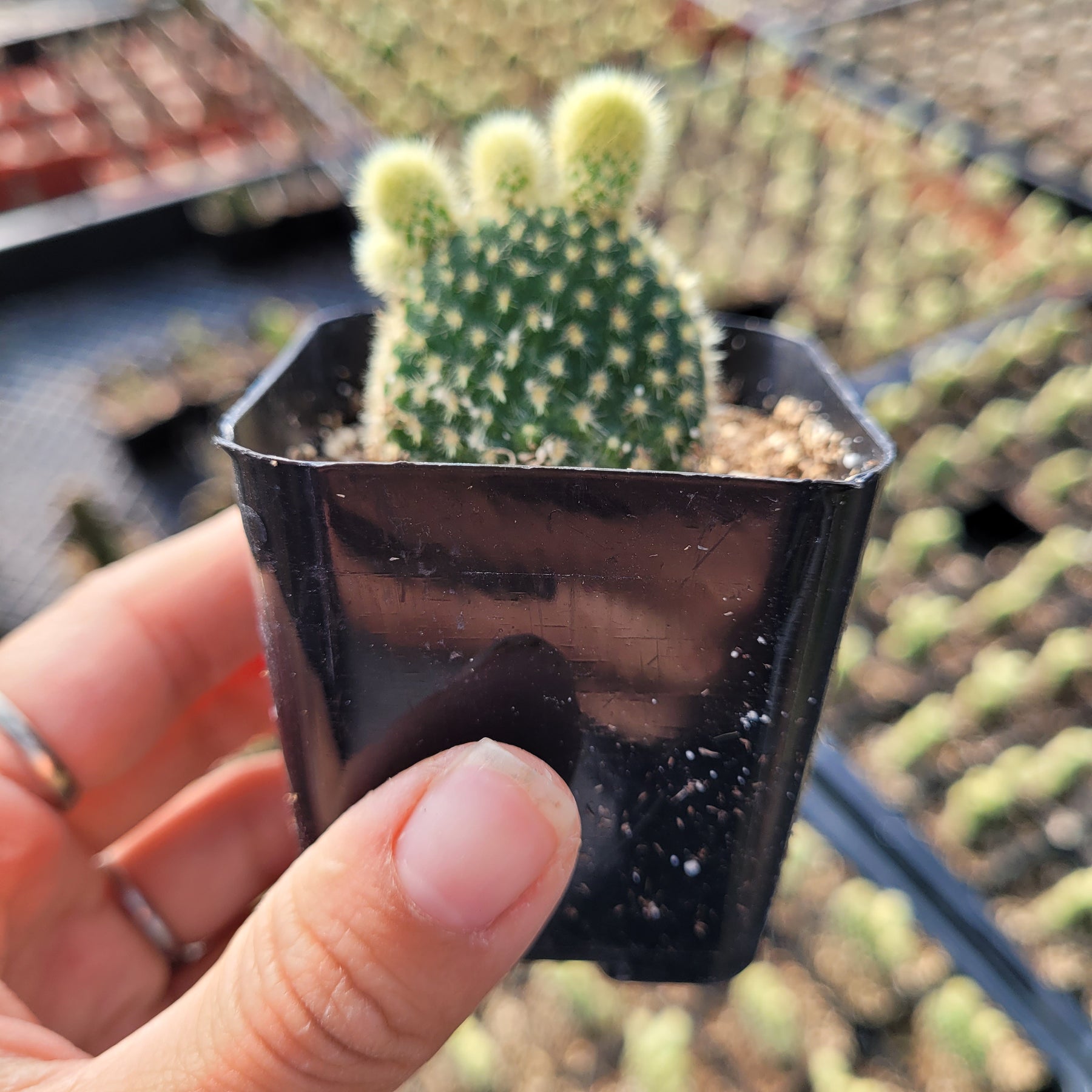 Opuntia microdasys 'Golden Bunny Ears' - Succulents Depot