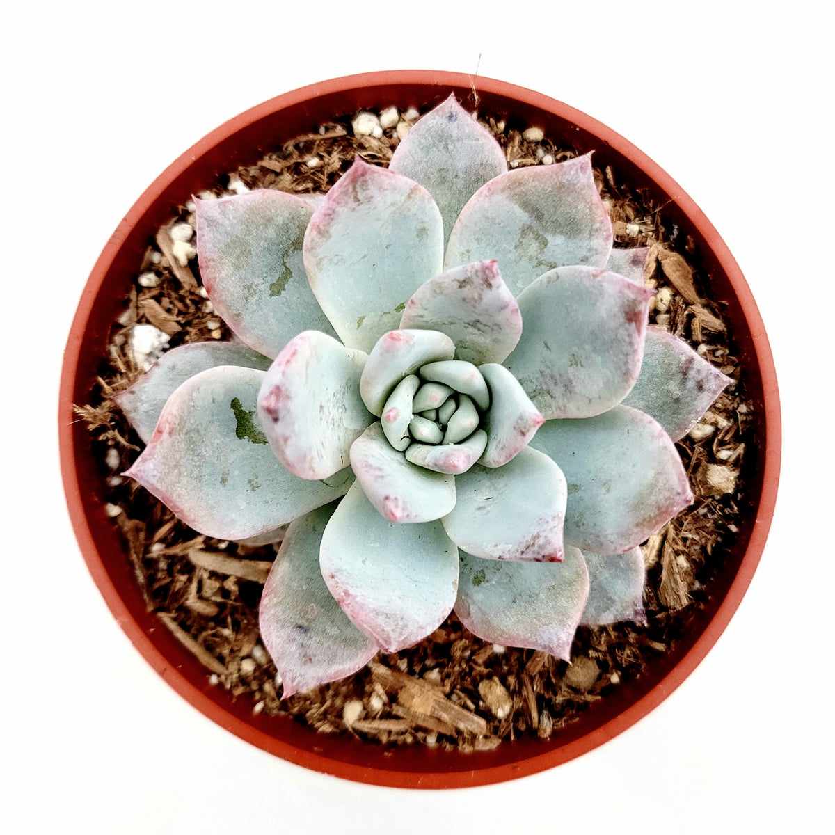 Echeveria 'Blue Bird' succulent in round pot.