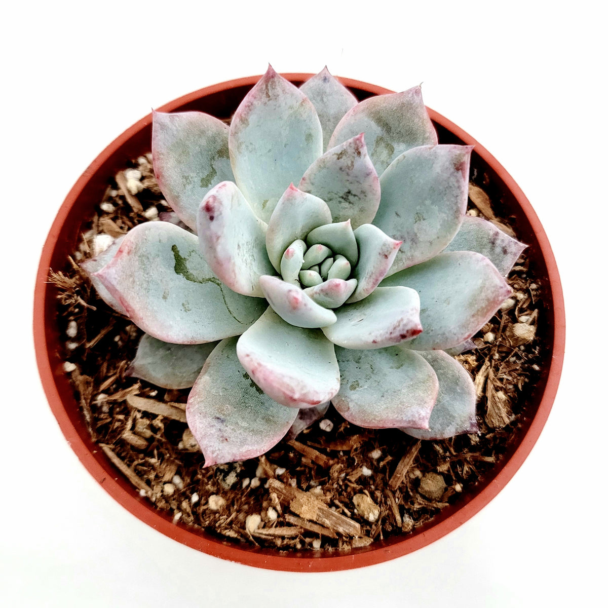 Echeveria 'Blue Bird' in terracotta pot, pink-edged leaves.