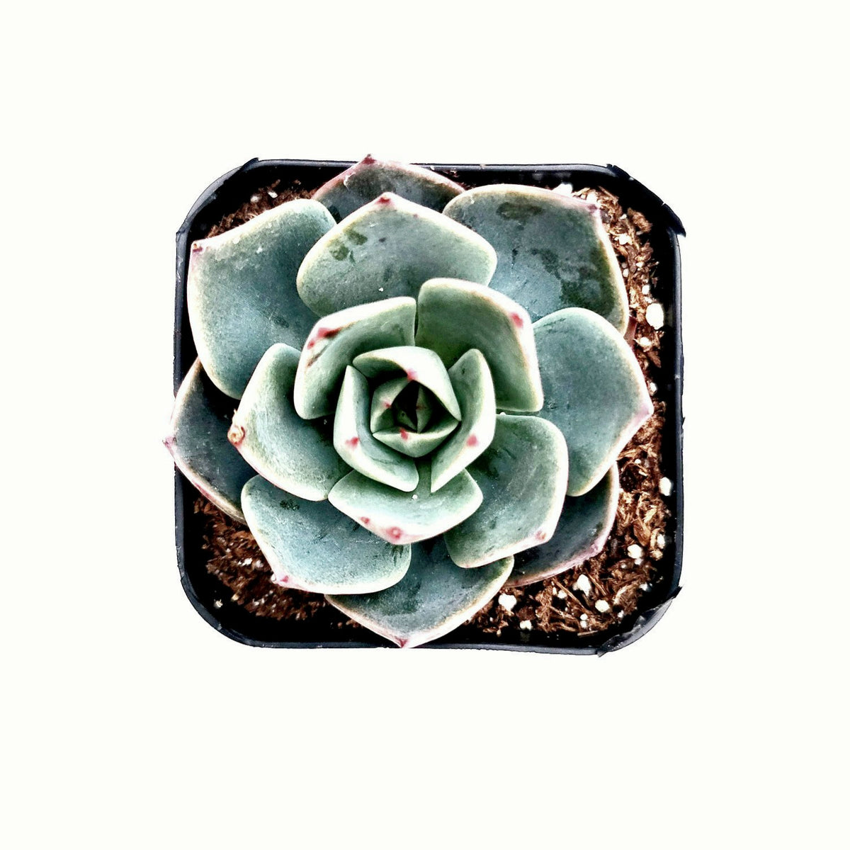 Echeveria imbricata Hybrid in a square pot.
