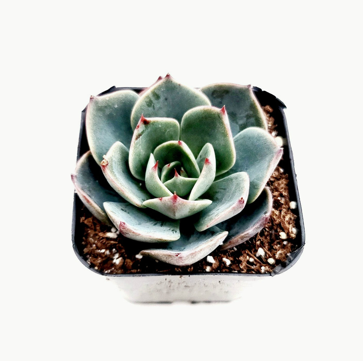Echeveria imbricata Hybrid in square nursery pot.