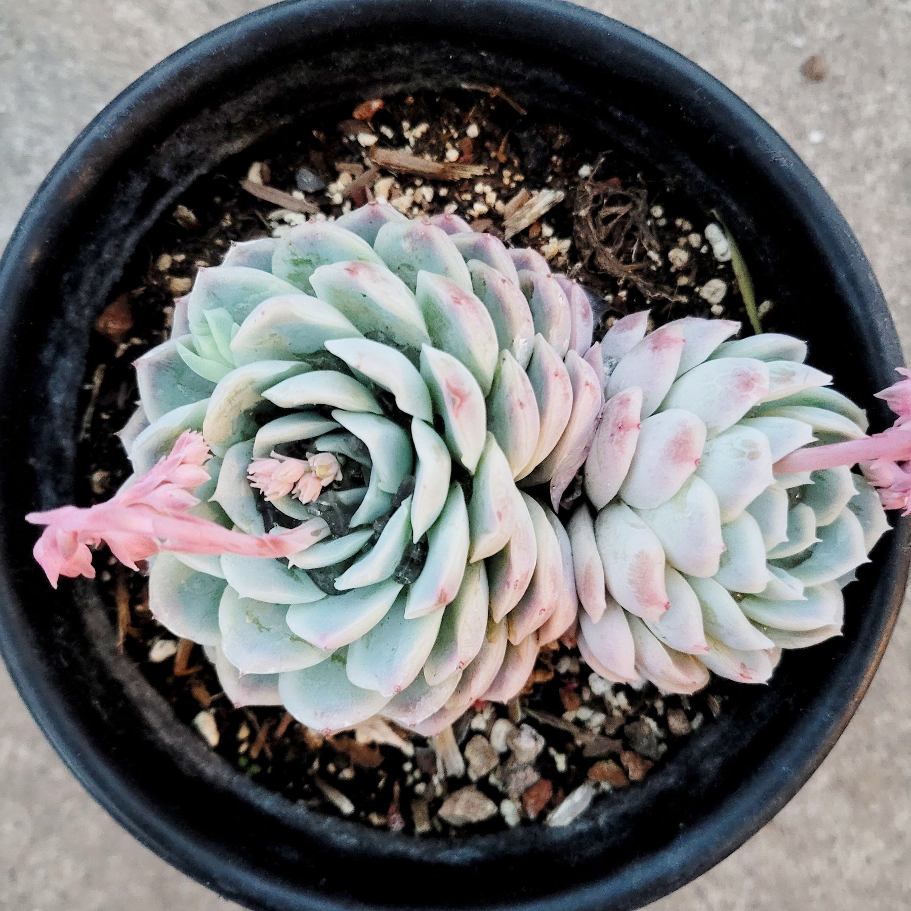 Echeveria 'Raspberry Ice' - Succulents Depot