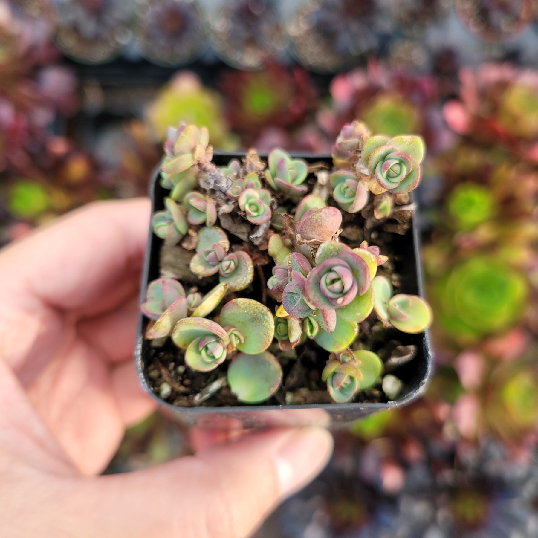 SunSparkler® Sedum 'Lime Zinger'
