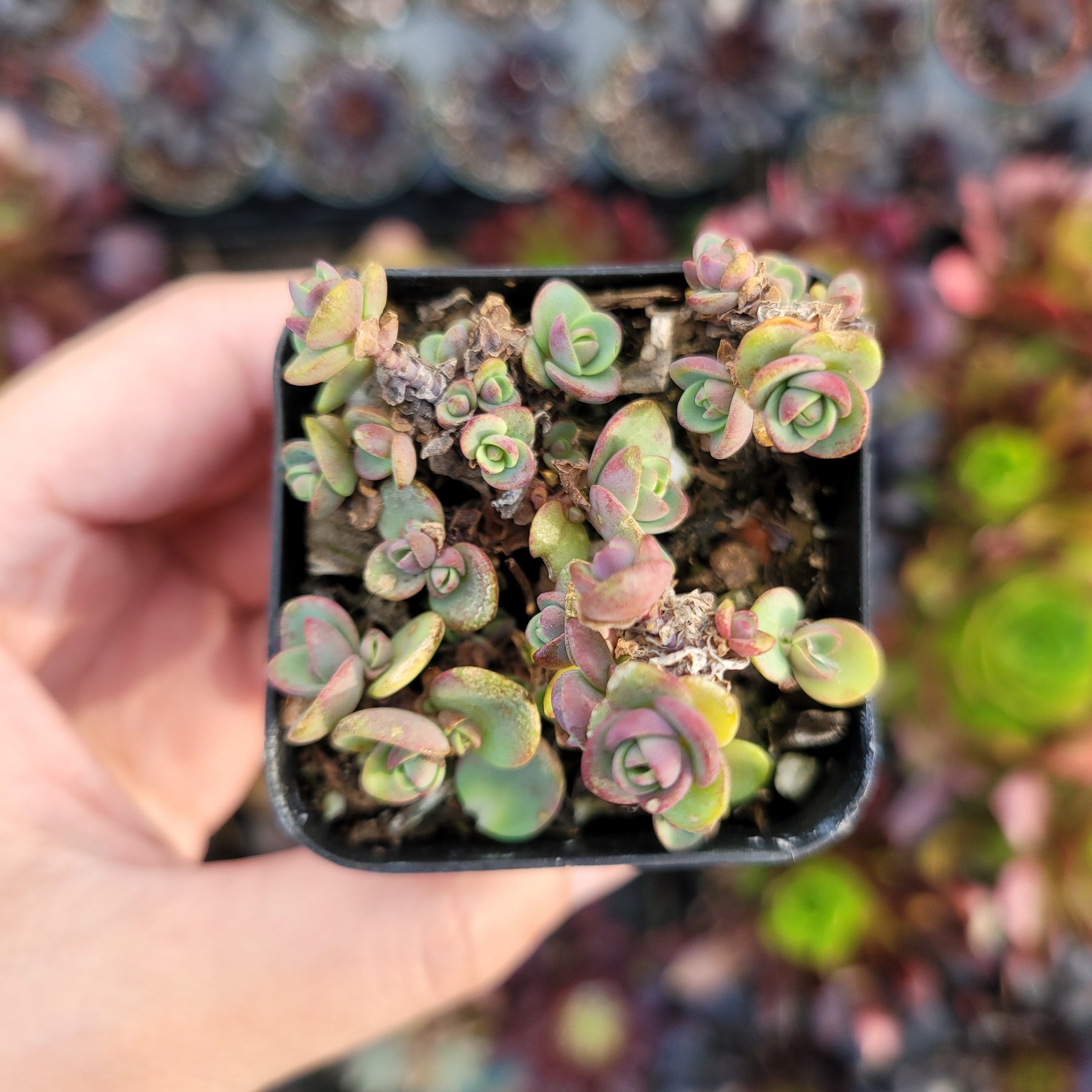 SunSparkler® Sedum 'Lime Zinger'