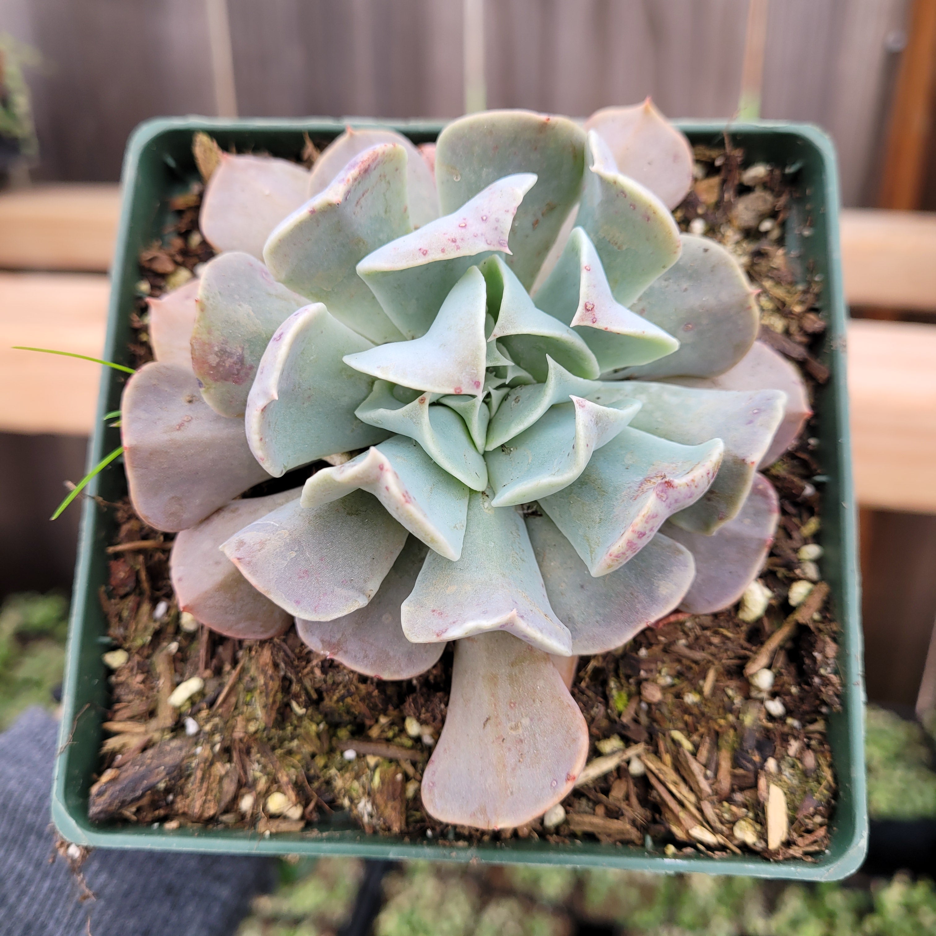 great lakes succulents Echeveria Swan Lake 2 Inch