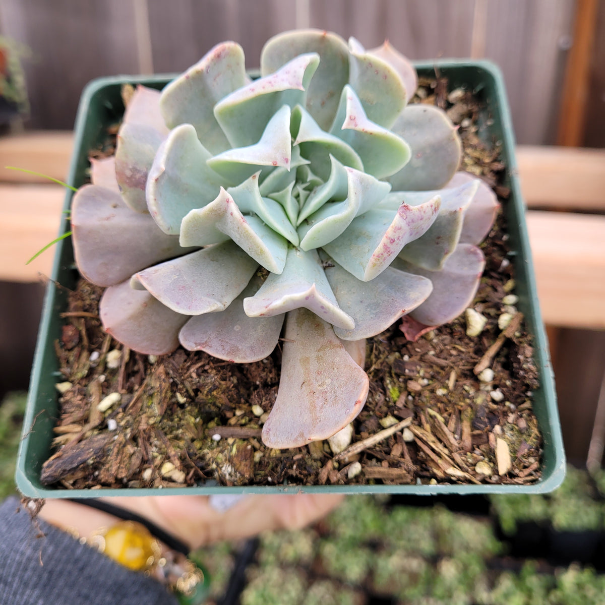 Echeveria Swan Lake