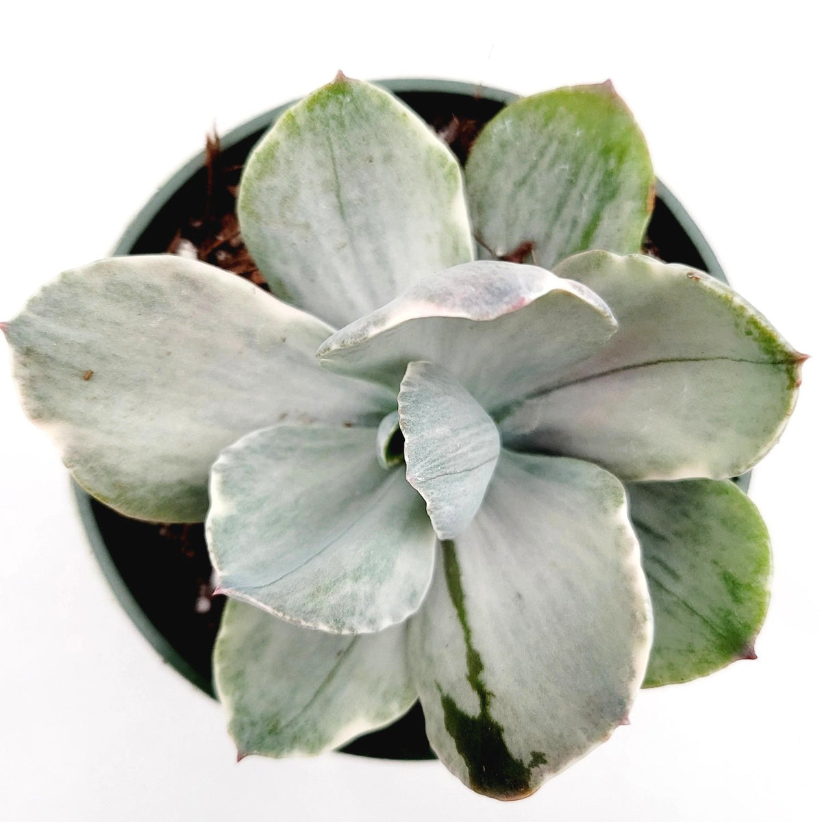 Echeveria 'Decora' Variegata succulent, rosette-shaped leaves.