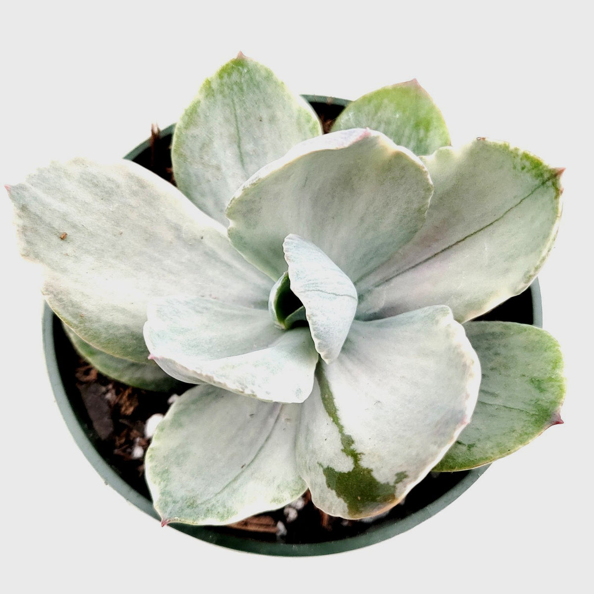 Echeveria 'Decora' Variegata in green nursery pot.
