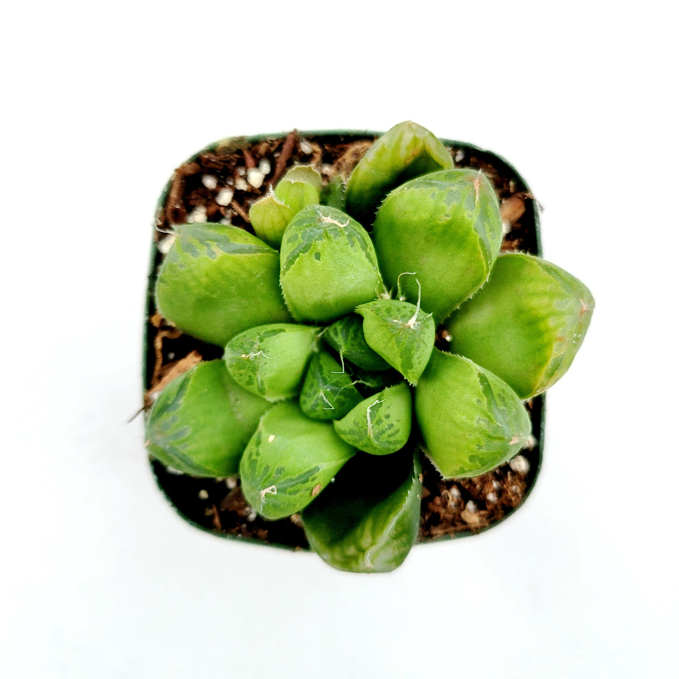 Haworthia cuspidata 'Star Window Plant' in nursery pot.