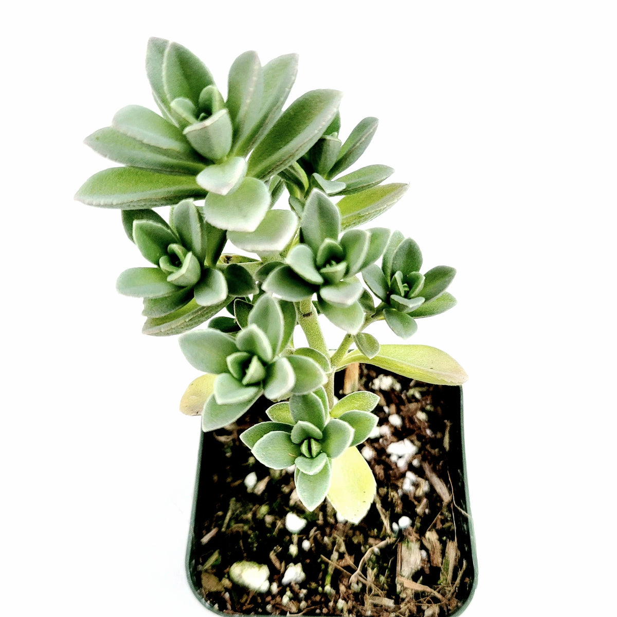 Plectranthus Sp in black pot with green rosettes.