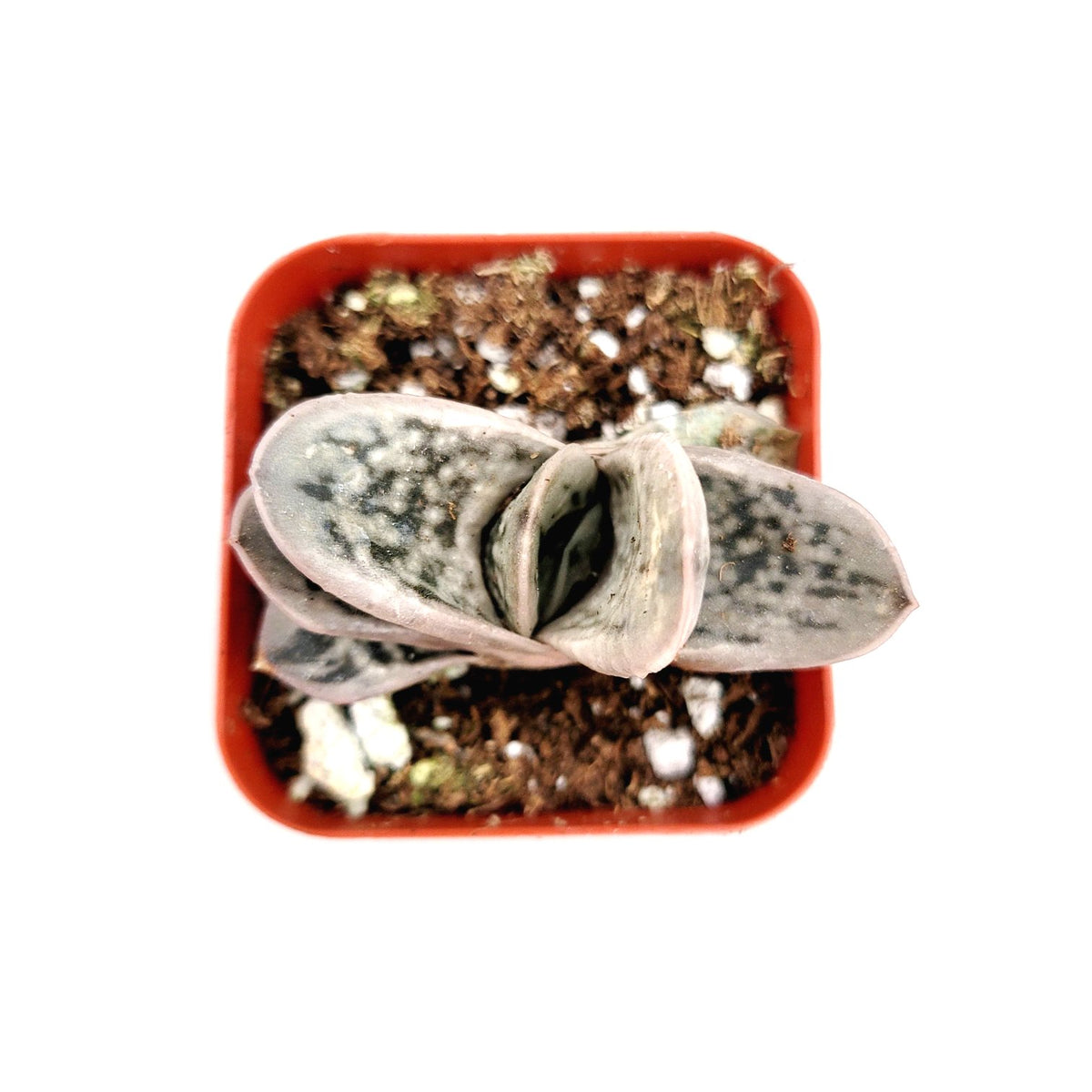 Gasteria Frosty succulent in red pot, top-down view.